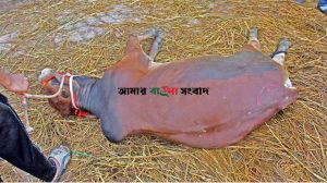 কোরবানির গরু হাটে হঠাৎ জ্ঞান হারালে করণীয় কী